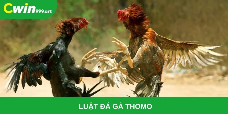 Luật đá gà Thomo