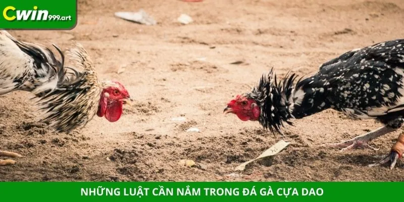 Những luật cần nắm trong đá gà cựa dao