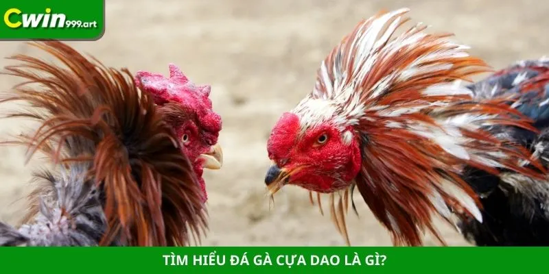 Tìm hiểu về đá gà cựa dao là gì