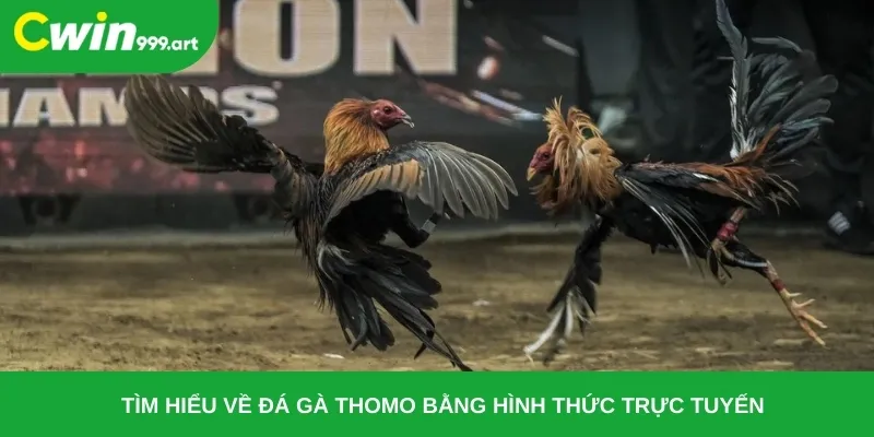 Tìm hiểu về đá gà thomo bằng hình thức trực tuyến